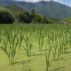 Reisfelder bei Guilin