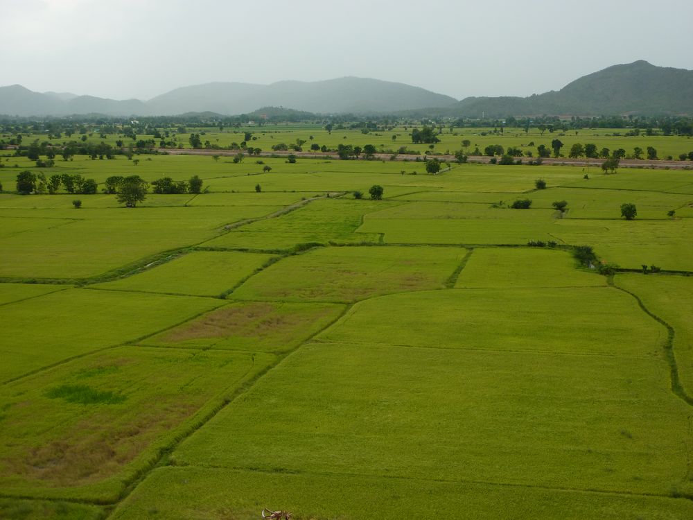 Reisfelder bei Kanchanaburi