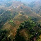 Reisfelder bei Sapa im Norden von Vietnam