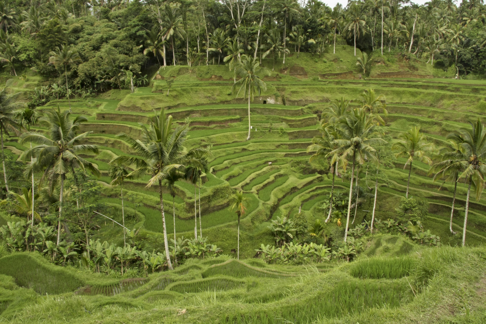 Reisfelder bei Ubud