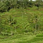 Reisfelder bei Ubud