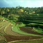 Reisfelder bei Ubud.......