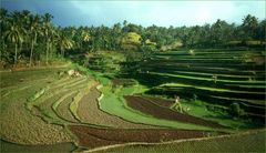 Reisfelder bei Ubud.......