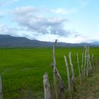 Reisfelder im Cibao