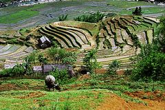 Reisfelder im Hochland bei Sapa, Vietnam