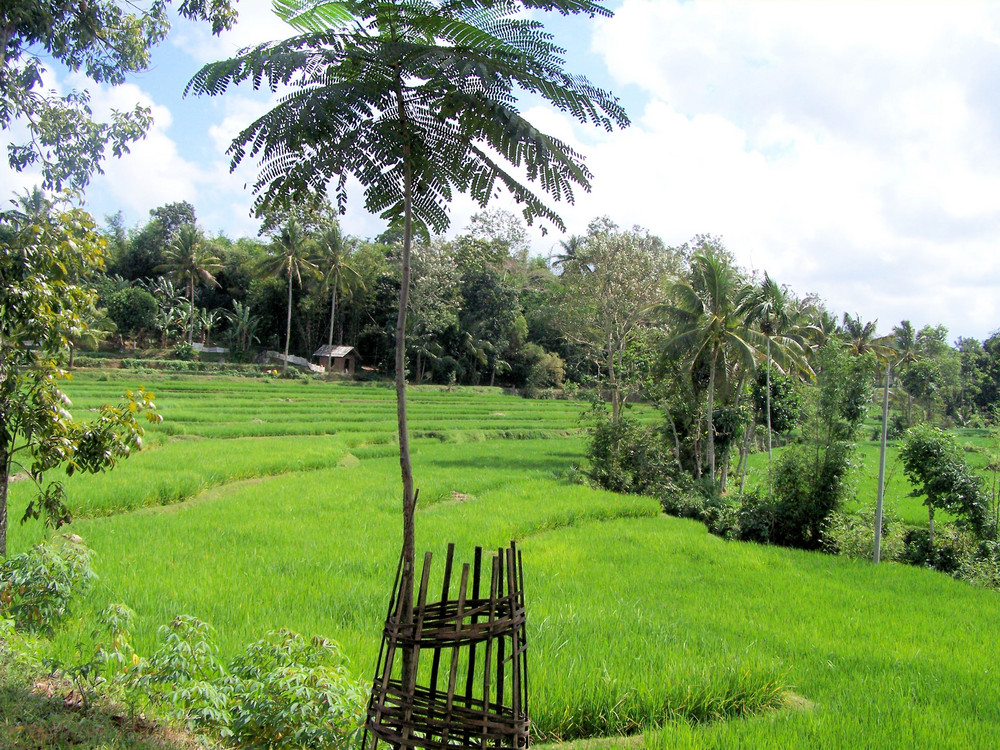 Reisfelder im Norden