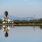 Reisfelder in Albufera Valencia