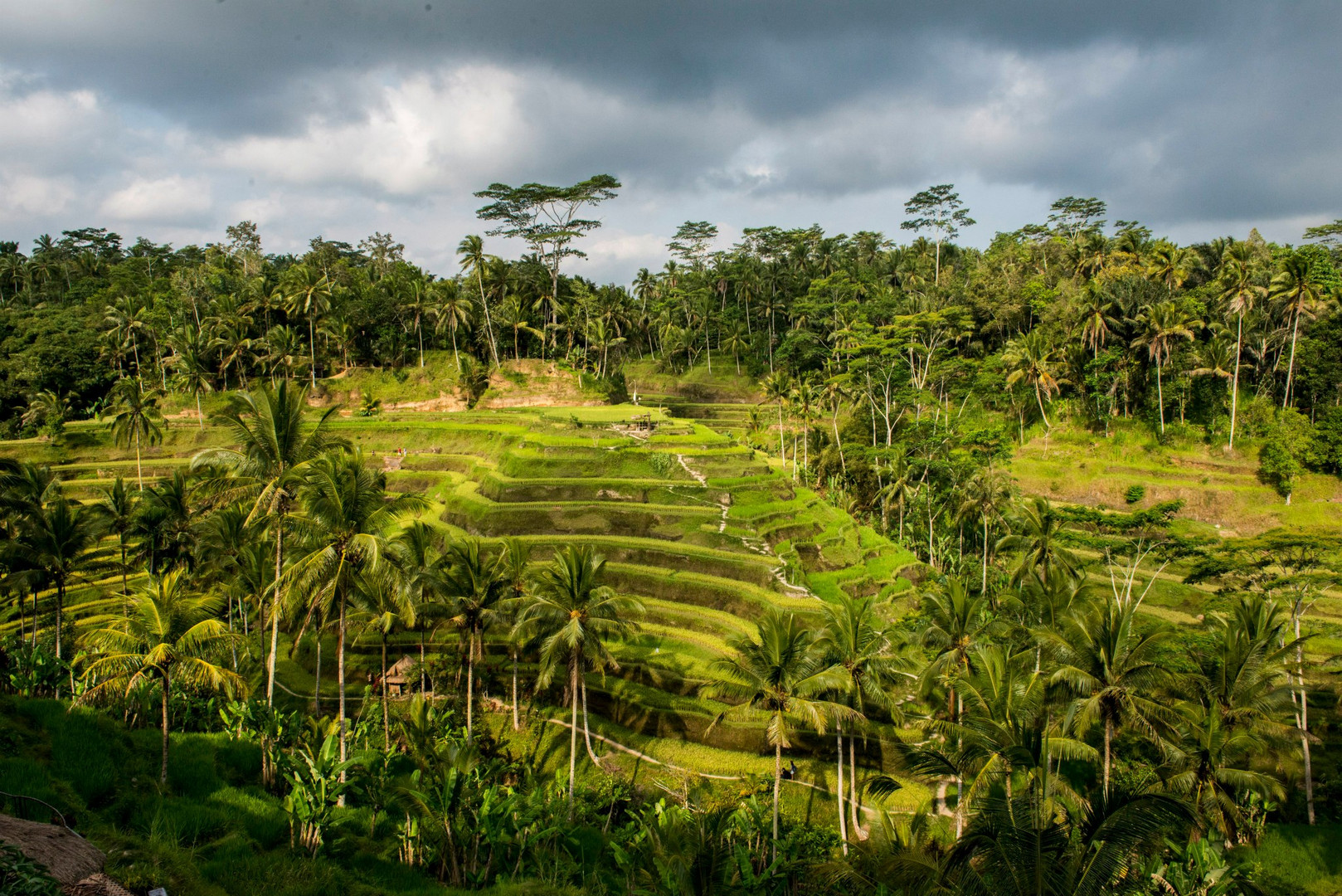 Reisfelder in Bali