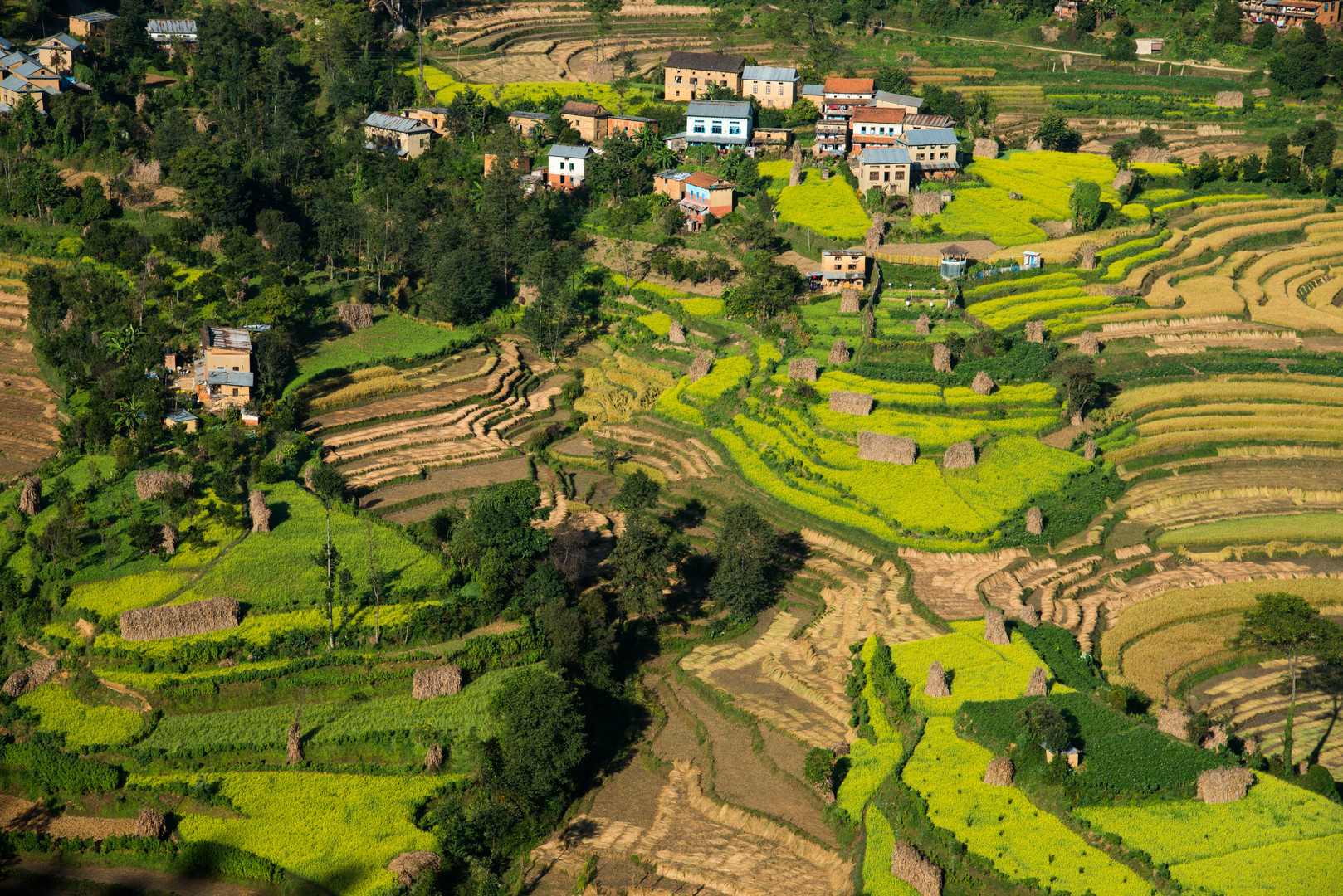 Reisfelder in Balthali