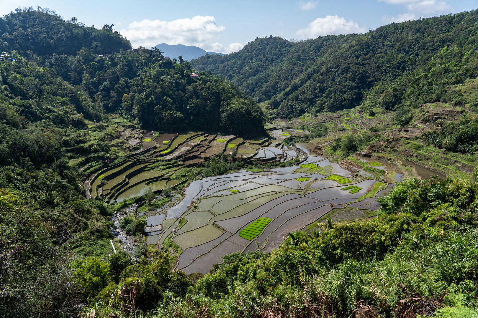 Reisfelder in  Banaue