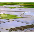 Reisfelder in Birma