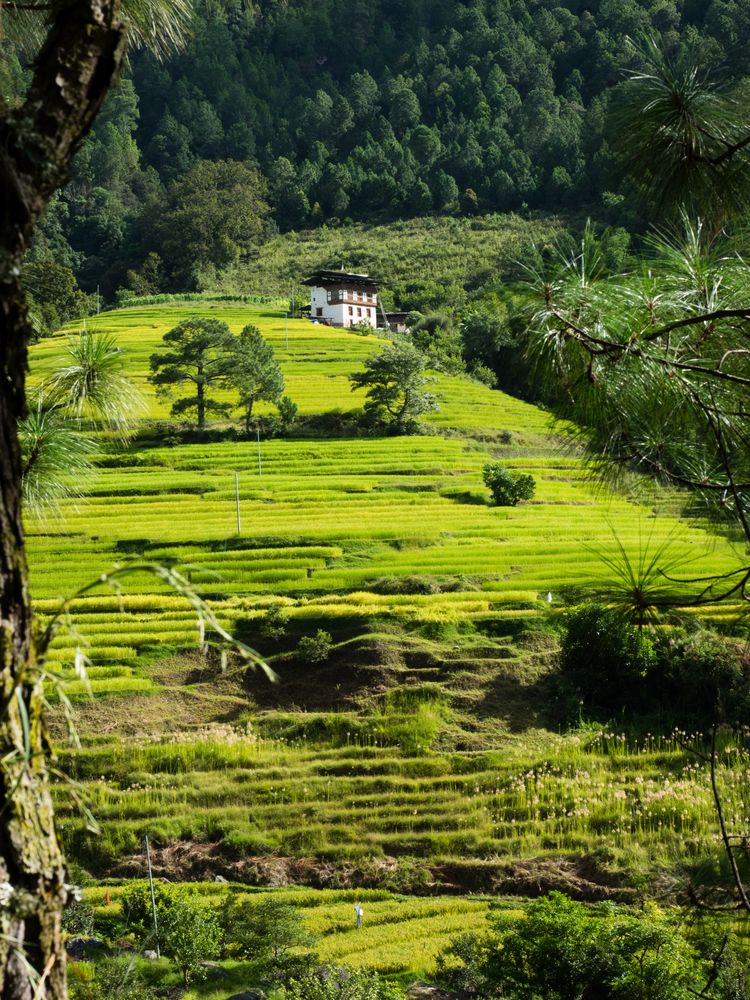 Reisfelder in der Gegend um Punakha