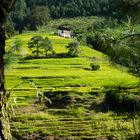 Reisfelder in der Gegend um Punakha