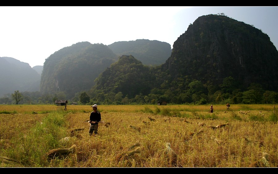 Reisfelder in der Khammouane Provinz (II), Laos