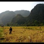 Reisfelder in der Khammouane Provinz (II), Laos