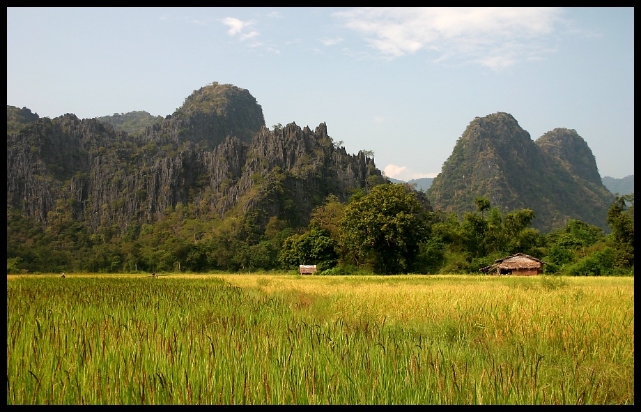 Reisfelder in der Khammouane Provinz, Laos