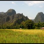 Reisfelder in der Khammouane Provinz, Laos