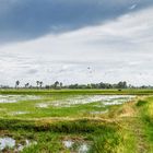 Reisfelder in der Regenzeit in Kampot Panorama