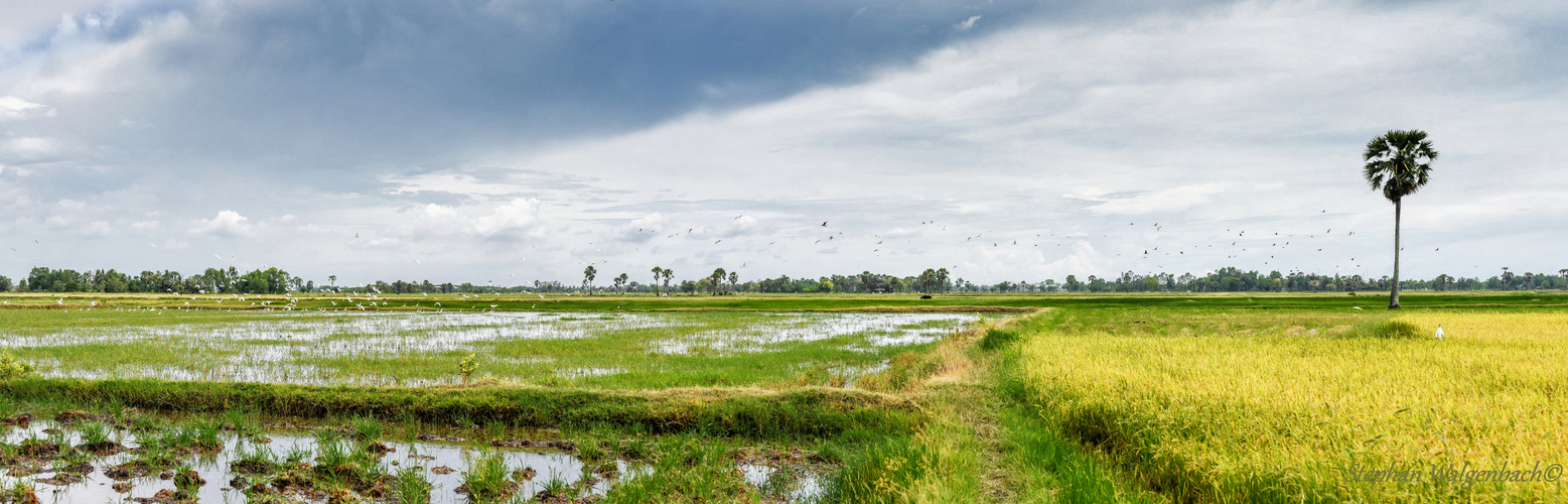 Reisfelder in der Regenzeit in Kampot Panorama