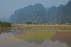 Reisfelder in der trockenen Ha Long Bucht (1)