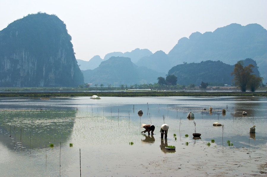 Reisfelder in der trockenen Ha Long Bucht (2)