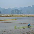 Reisfelder in der trockenen Ha Long Bucht (3)