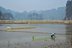 Reisfelder in der trockenen Ha Long Bucht (3)