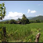 Reisfelder in der Umgebung von Luang Prabang, Laos