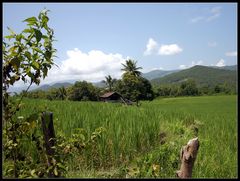 Reisfelder in der Umgebung von Luang Prabang, Laos