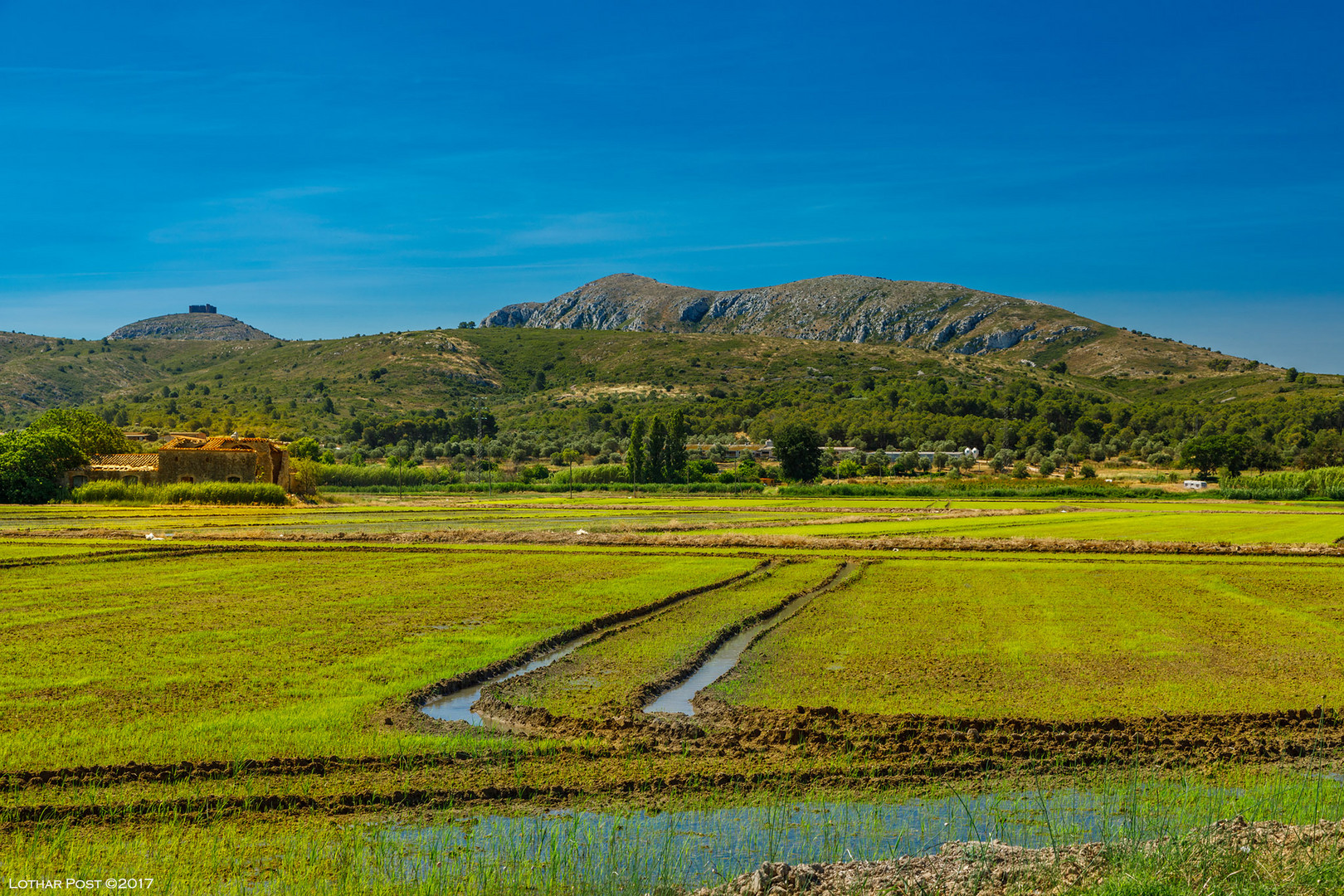Reisfelder in Katalonien