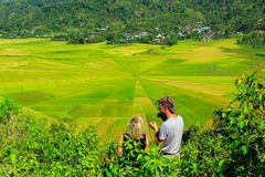 Reisfelder in Manggarai Flores Indonesien