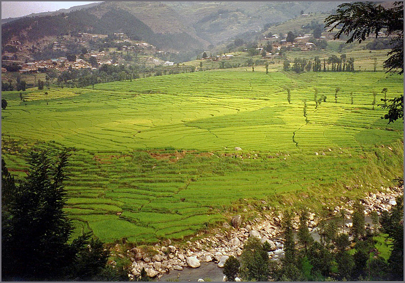 Reisfelder in Pakistan