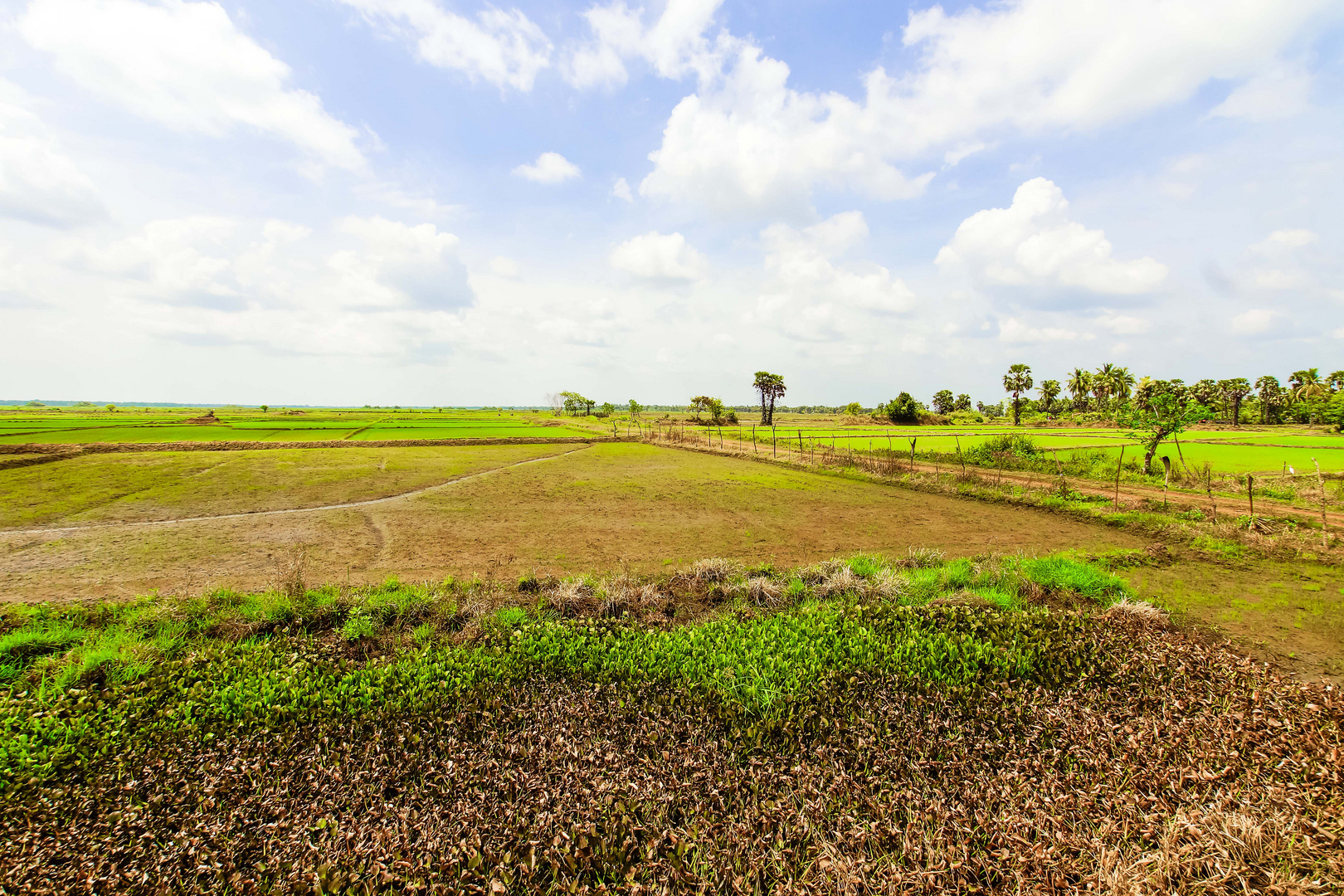 Reisfelder in Sri Lanka