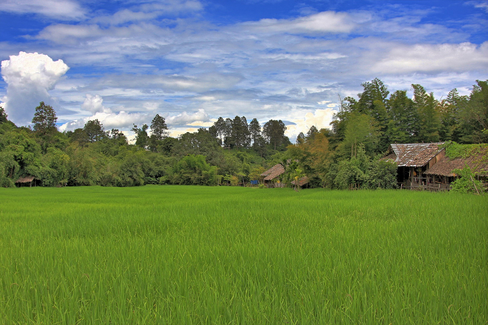 Reisfelder in Thailand