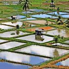 Reisfelder in Vietnam