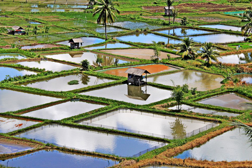 Reisfelder in Vietnam