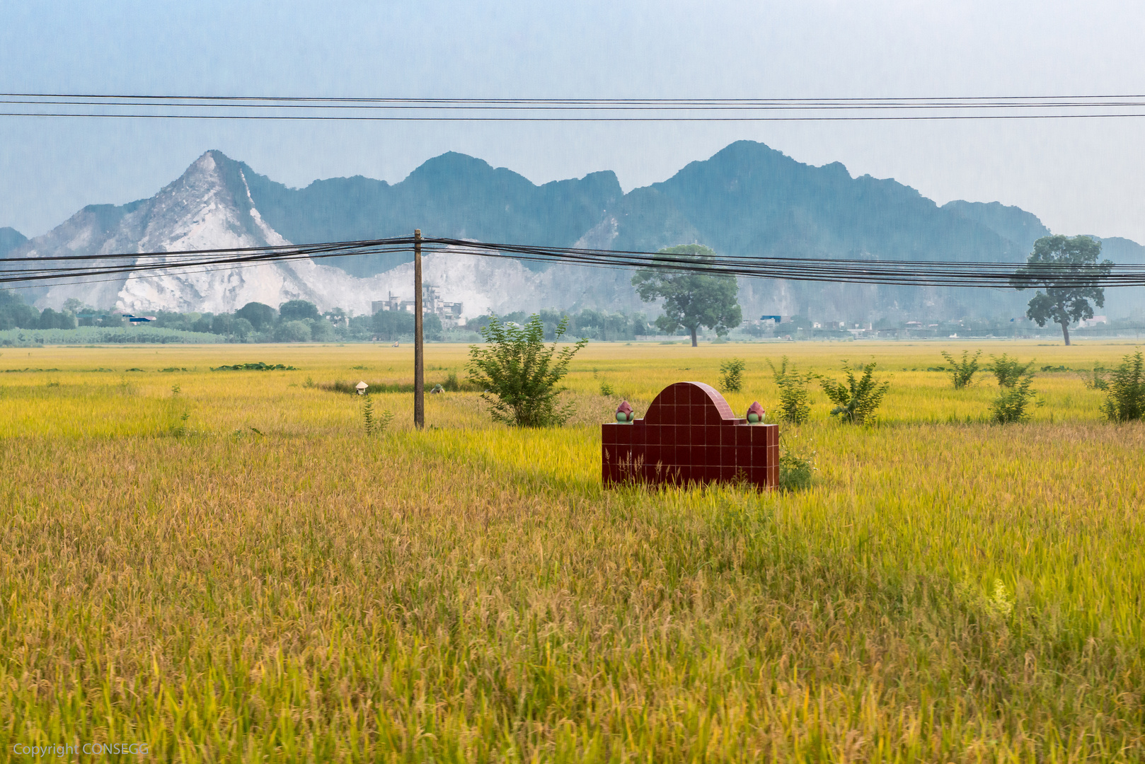 Reisfelder in Vietnam