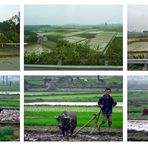 Reisfelder in Vietnam bei Hanoi