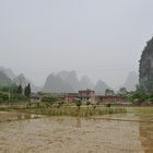 Reisfelder in Yangshuo, China