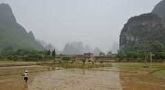 Reisfelder in Yangshuo, China
