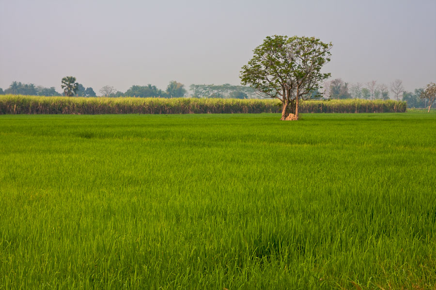 Reisfelder in Zentralthailand