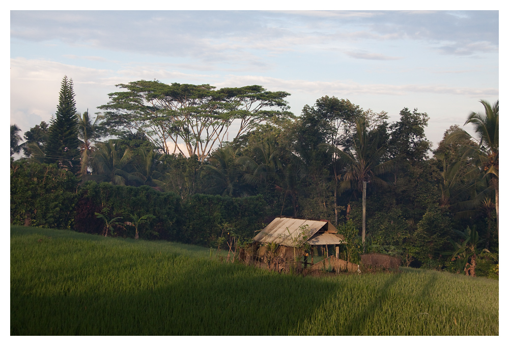 Reisfelder nahe Ubud