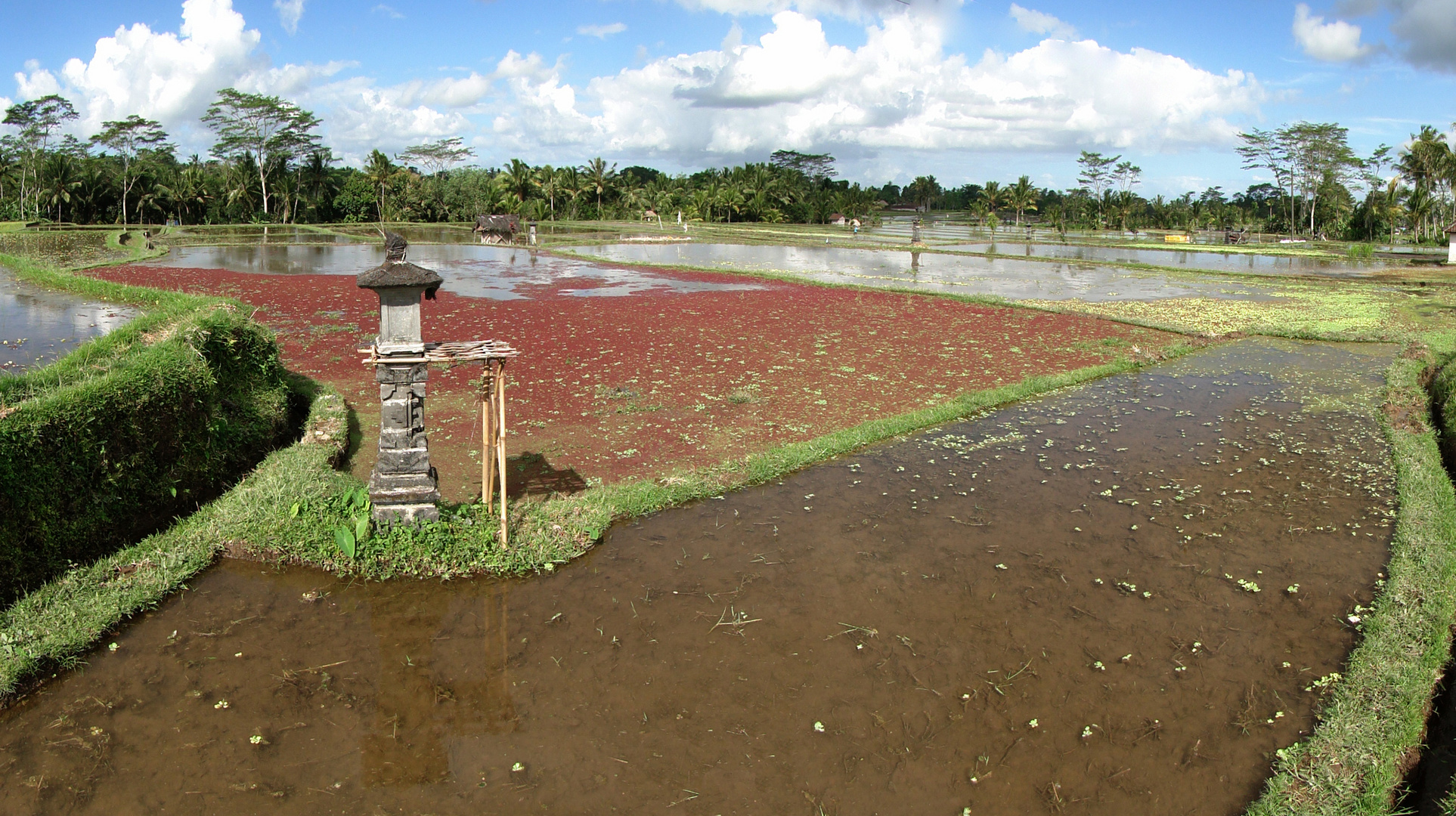 Reisfelder nördlich von Ubud - Juni 2011