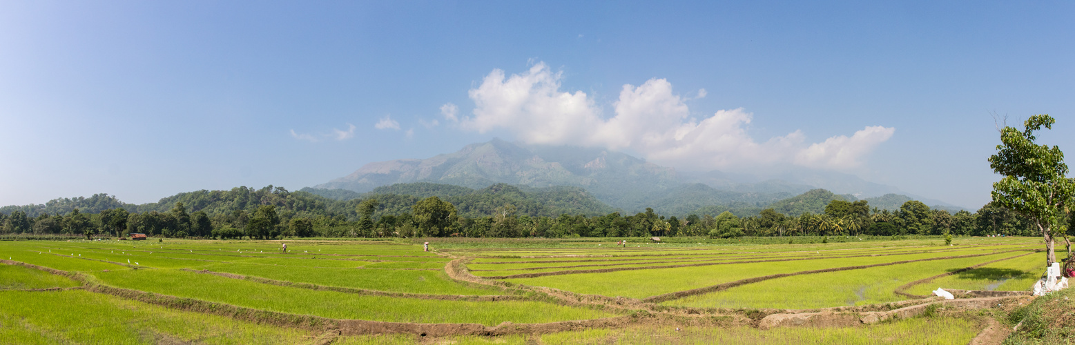 Reisfelder Pano 