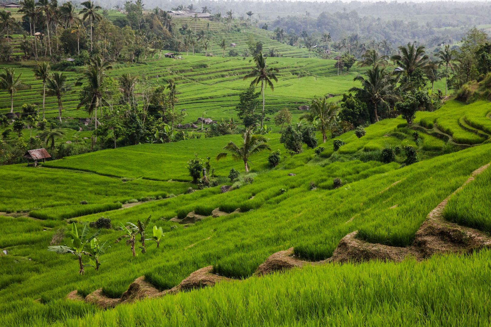 Reisfelder von Bali