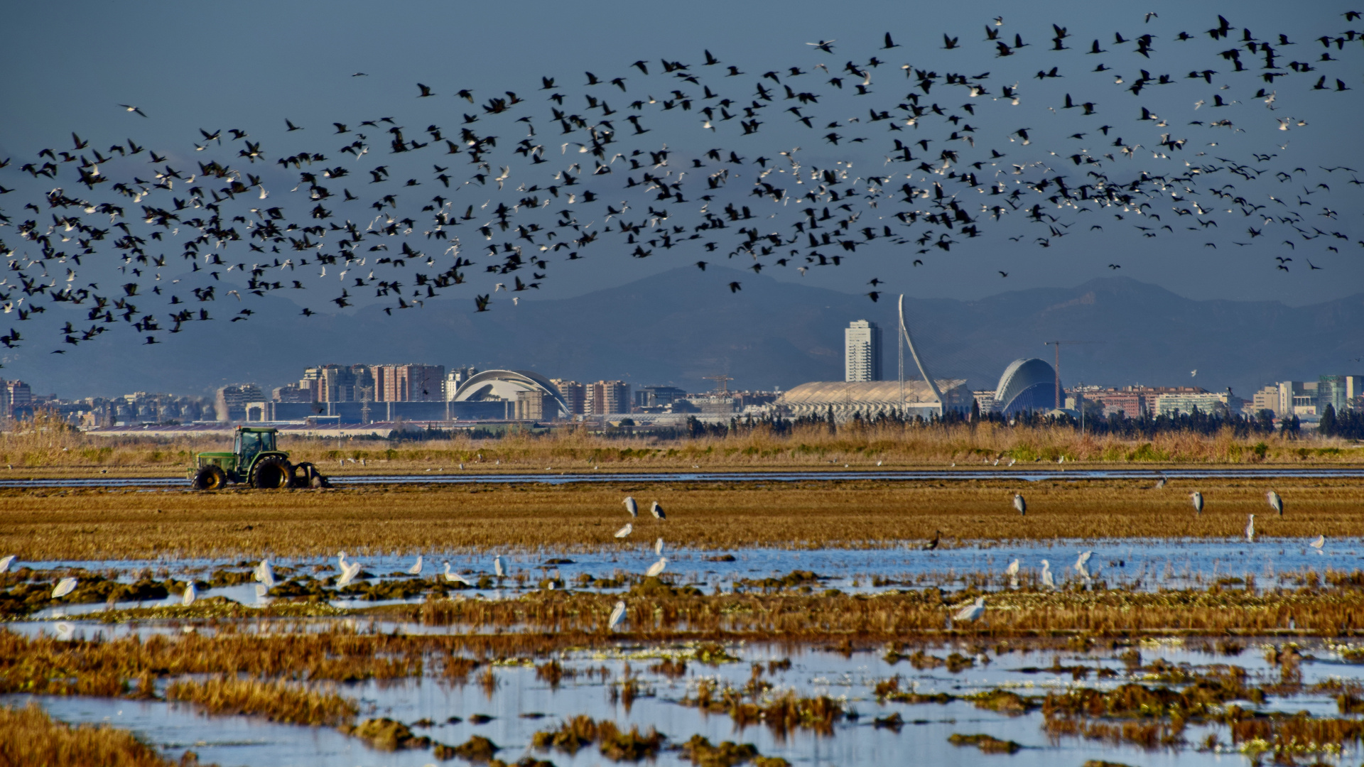 Reisfelder vor der Skyline von Valencia