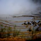 Reisfelder Yunnan