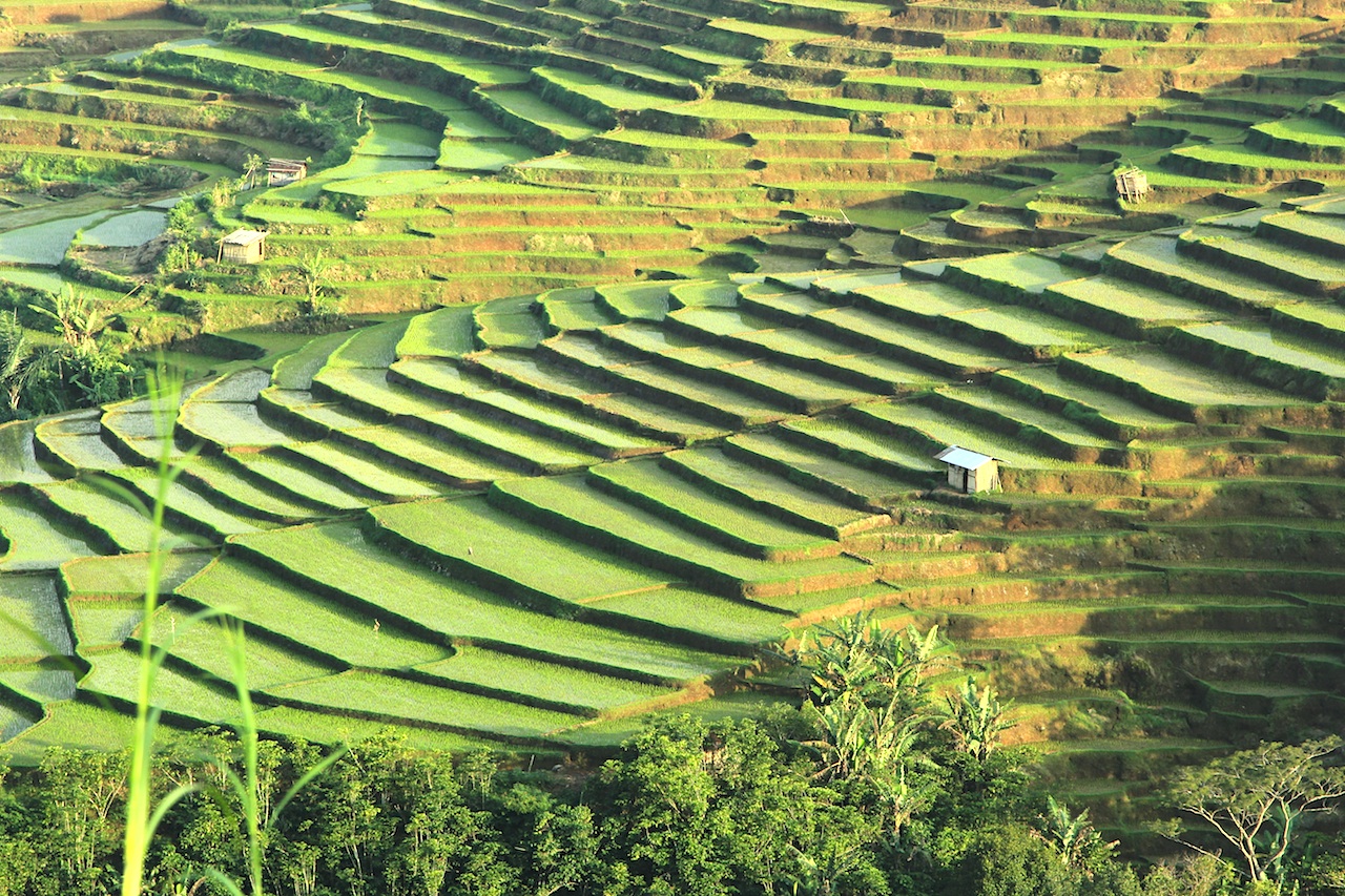 Reisfeterasse in Ruteng - auf der insel Flores Indonesien