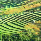 Reisfeterasse in Ruteng - auf der insel Flores Indonesien