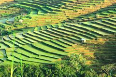 Reisfeterasse in Ruteng - auf der insel Flores Indonesien